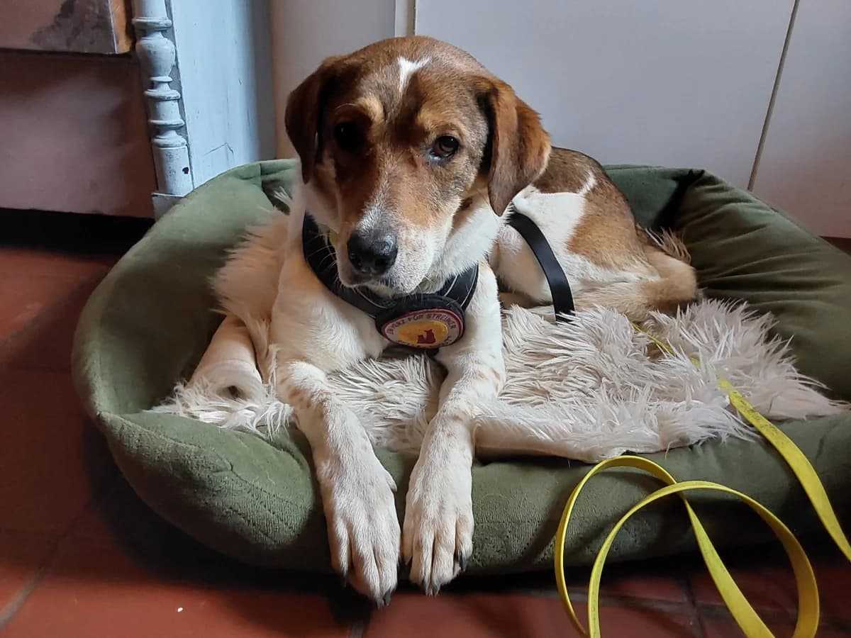 Sia, female 7yo Mixed Breed for adoption at Ein Herz für Streuner e.V., München