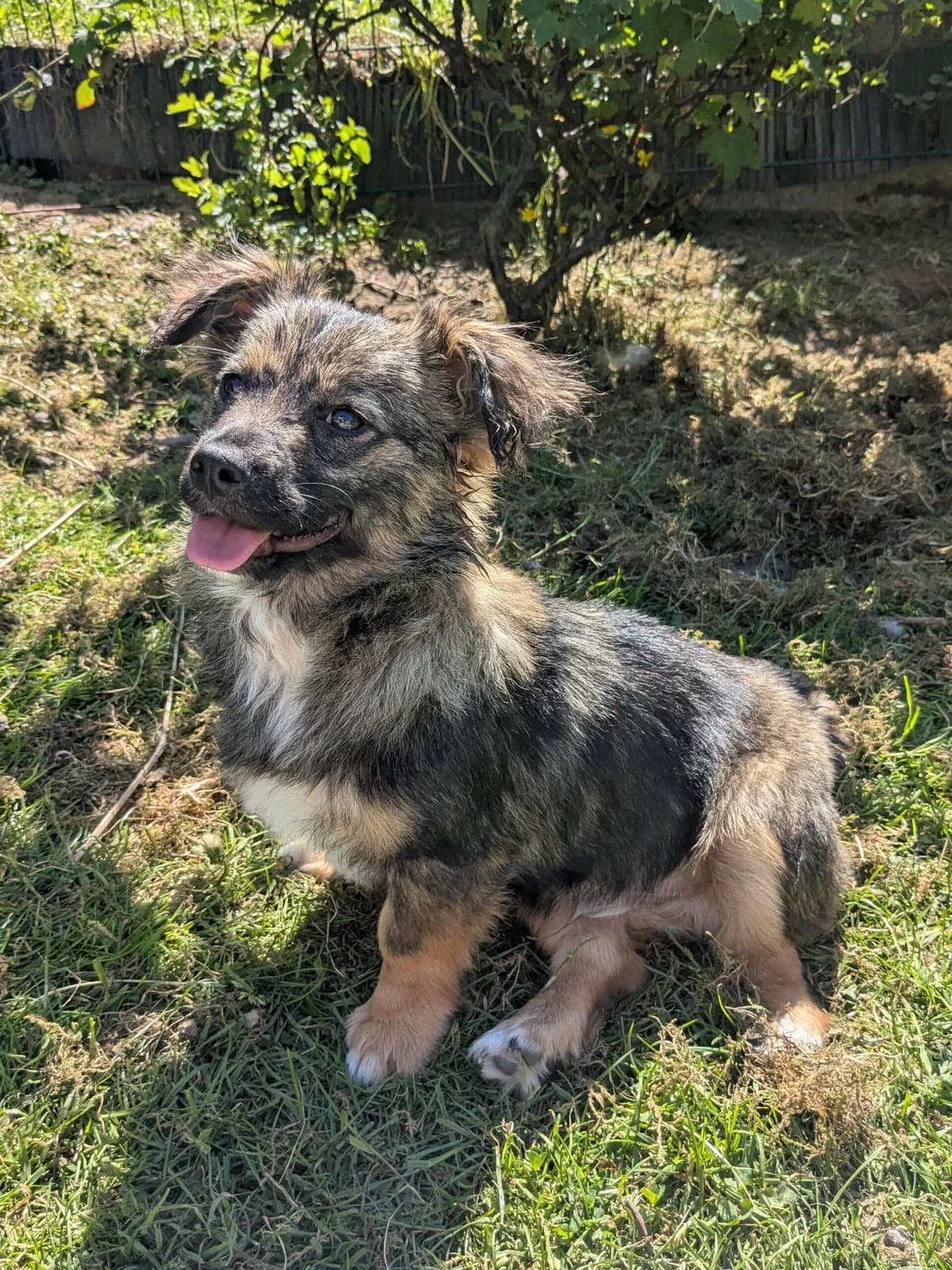Sid, male puppy Mixed Breed for adoption at Ein Herz für Streuner e.V., München