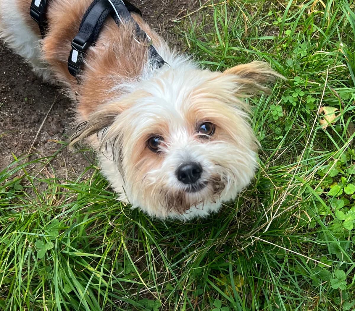 Sidonie, female 5yo Mixed Breed for adoption at Ein Herz für Streuner e.V., München