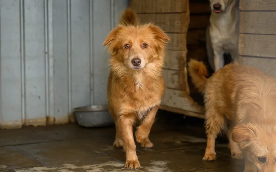 Sidra, female 4yo Mixed Breed for adoption at Ein Herz für Streuner e.V., München