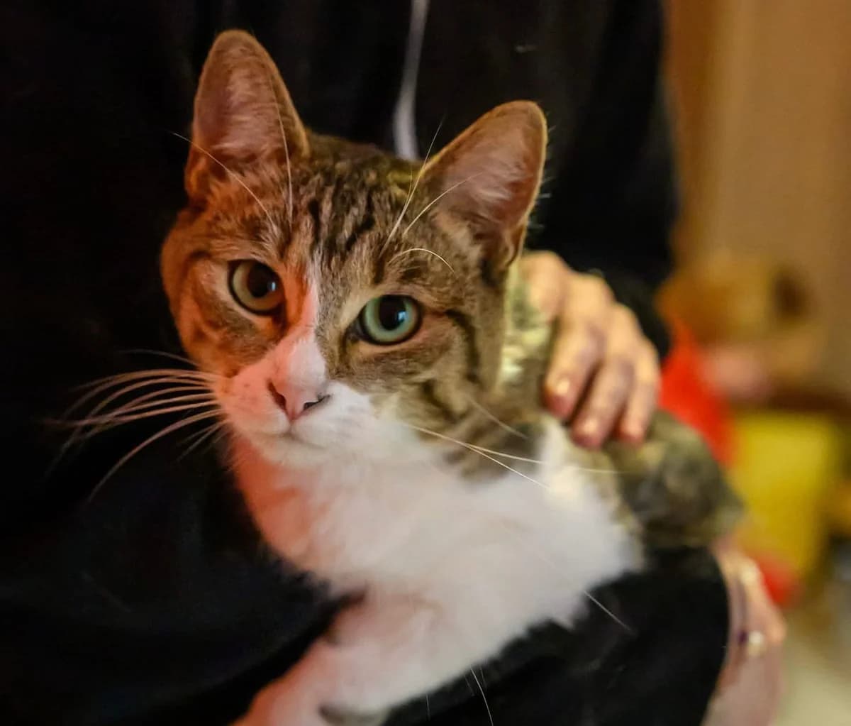 Sienna, female 3yo Mixed Breed for adoption at Ein Herz für Streuner e.V., München