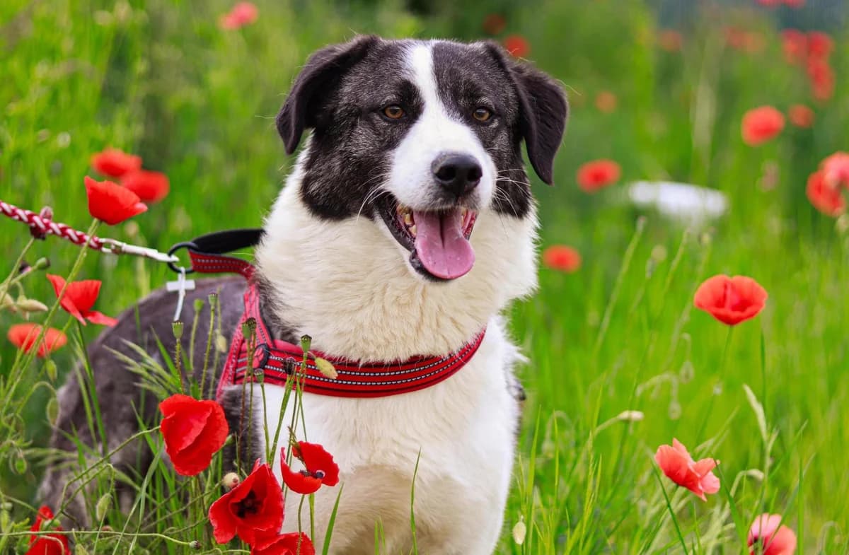 Siggi, male 4yo Mixed Breed for adoption at Ein Herz für Streuner e.V., München