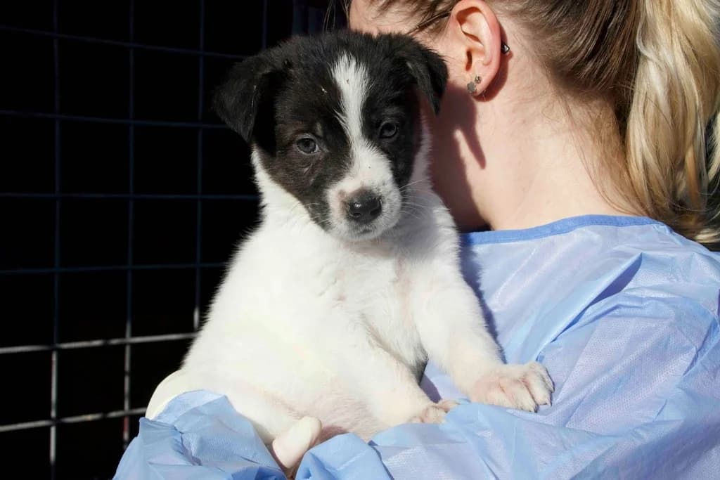 Signy, weiß female puppy Mixed Breed for adoption at Ein Herz für Streuner e.V., München