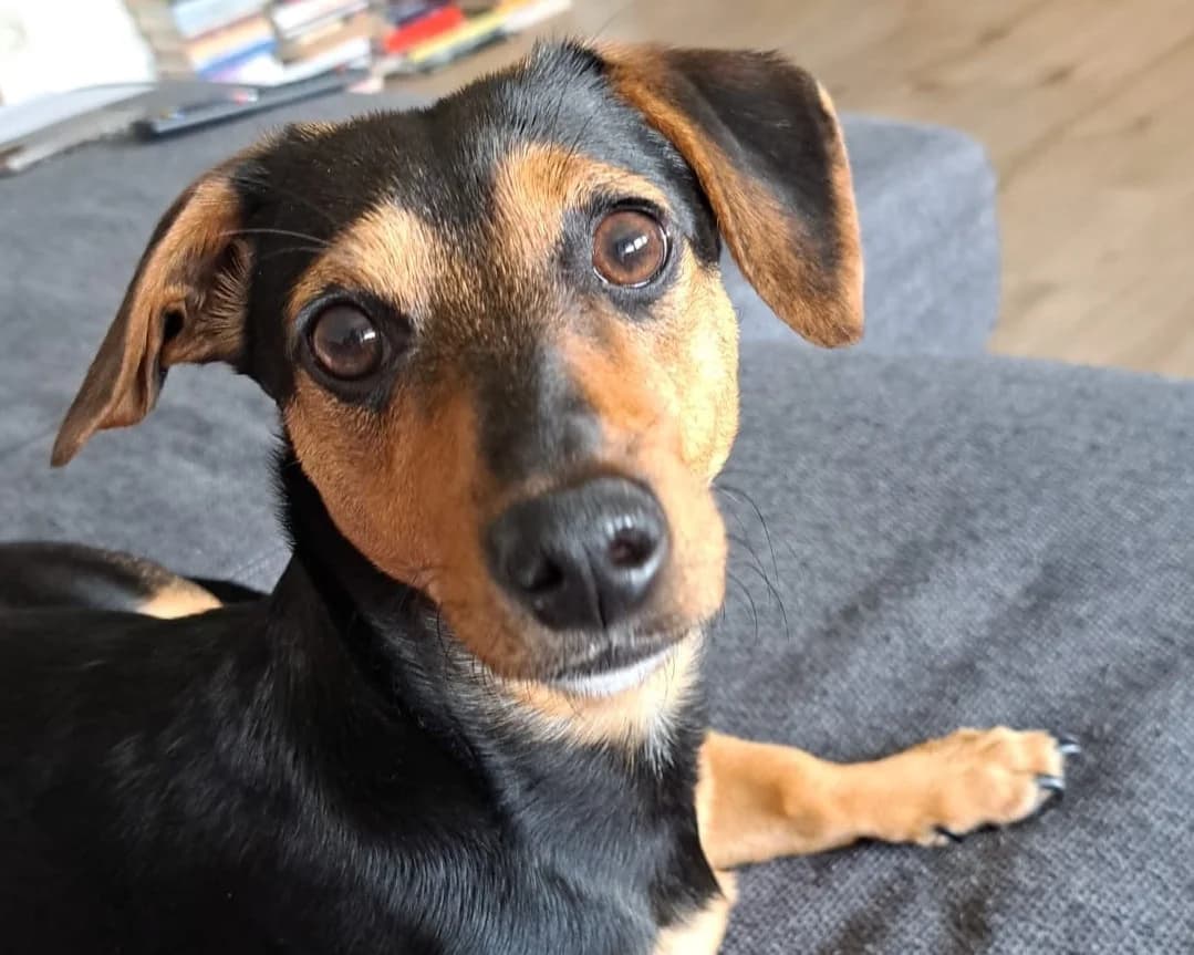 Sikka, female puppy Mixed Breed for adoption at Ein Herz für Streuner e.V., München