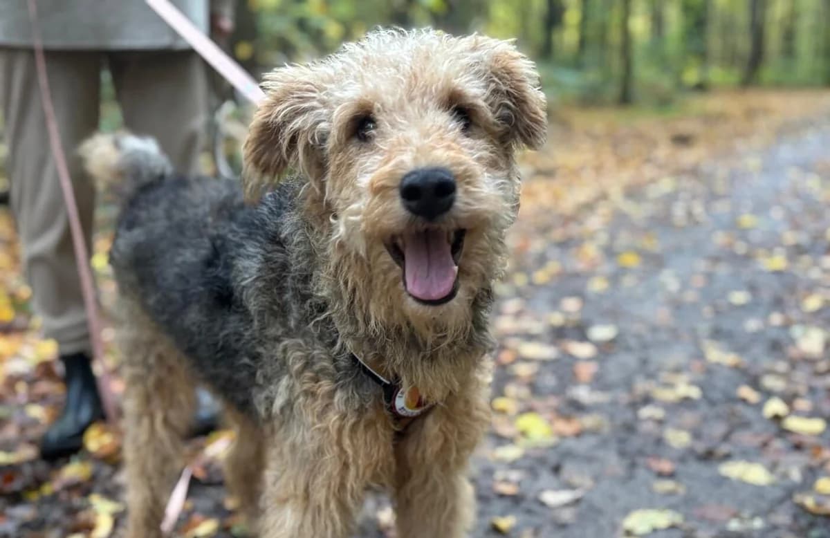 Silas, male senior Mixed Breed for adoption at Ein Herz für Streuner e.V., München