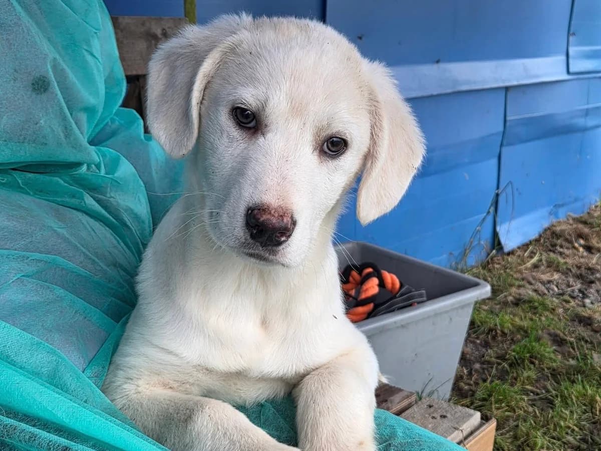 Silas, male puppy Mixed Breed for adoption at Ein Herz für Streuner e.V., München