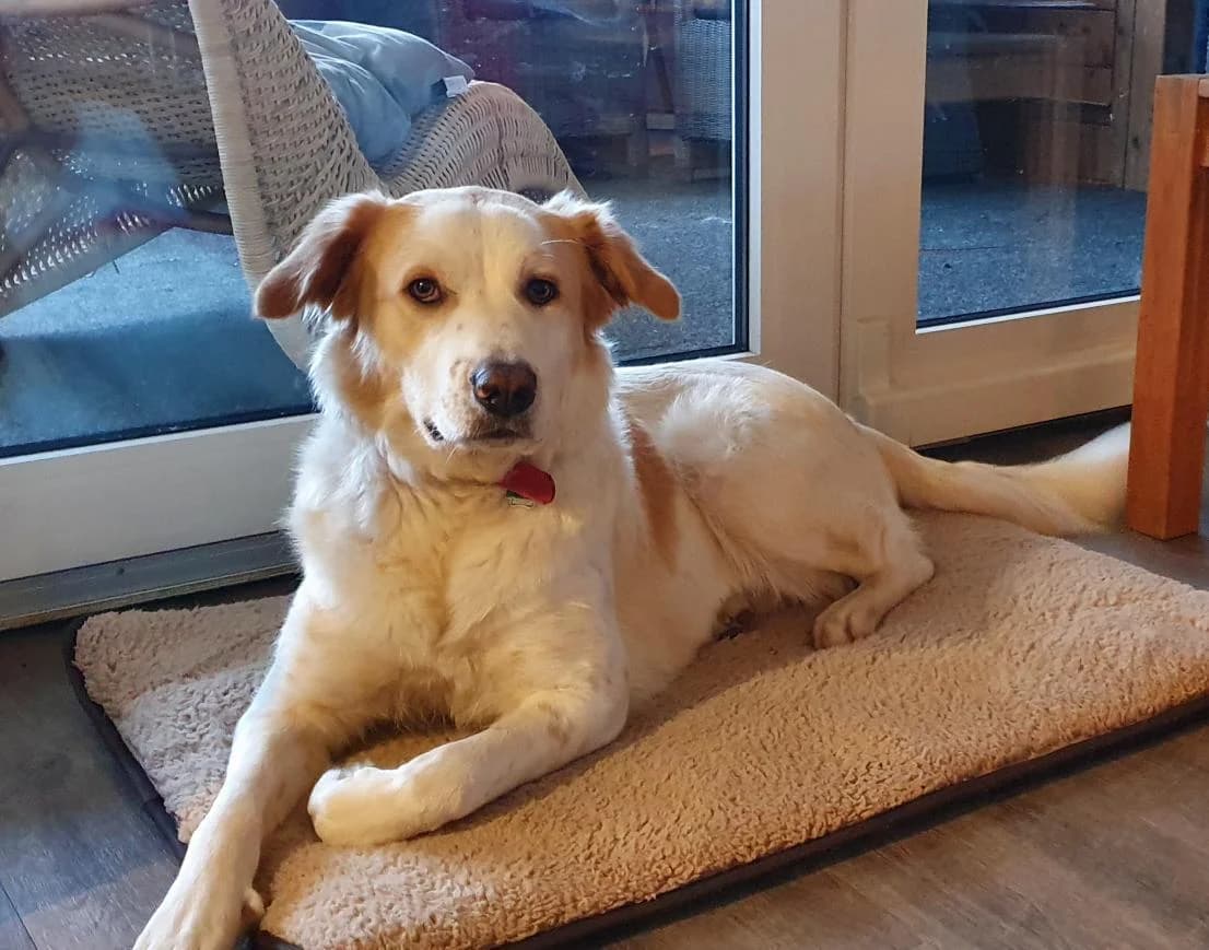 Ronja, female 5yo Mixed Breed for adoption at Ein Herz für Streuner e.V., München