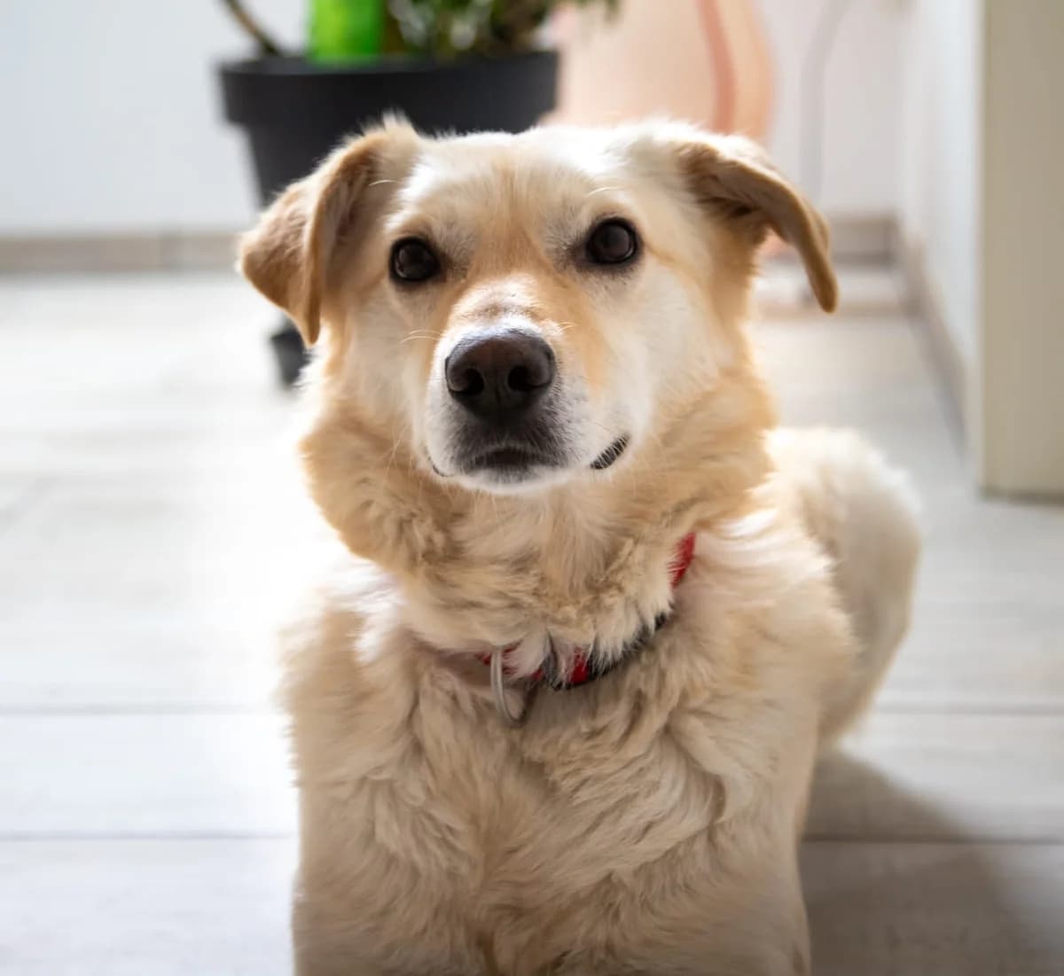 Silas, male 4yo Mixed Breed for adoption at Ein Herz für Streuner e.V., München