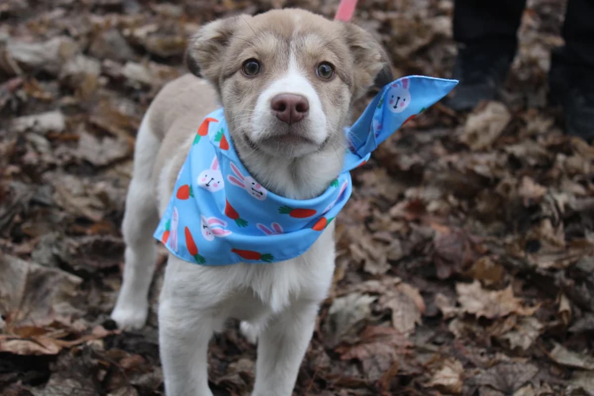 Silja, female puppy Mixed Breed for adoption at Ein Herz für Streuner e.V., München