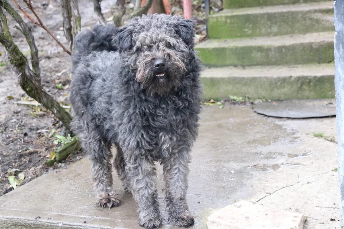 Silly, male 5yo Mixed Breed for adoption at Ein Herz für Streuner e.V., München