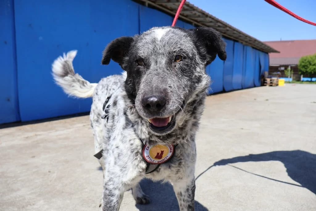 Silo, weiß male senior Mixed Breed for adoption at Ein Herz für Streuner e.V., München