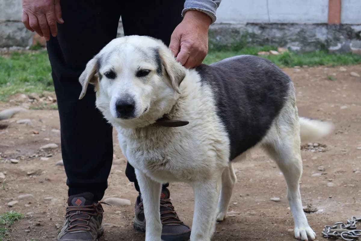 Silvan, male 5yo Mixed Breed for adoption at Ein Herz für Streuner e.V., München