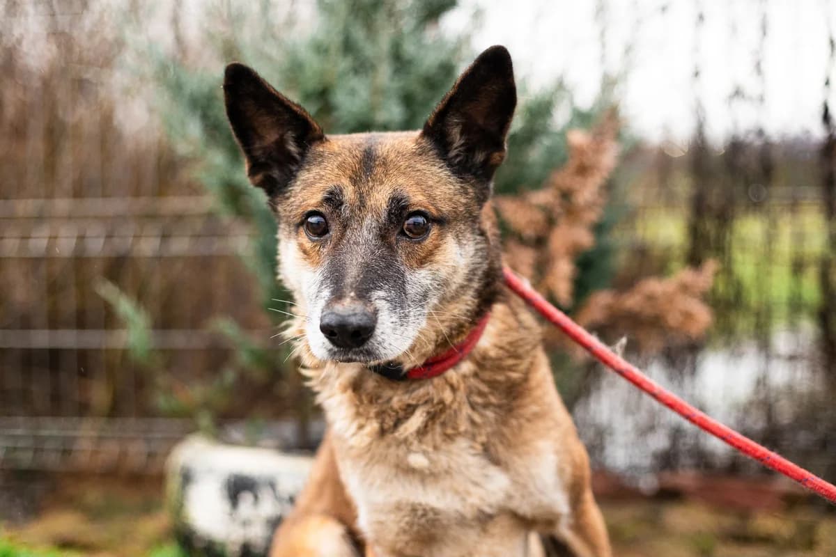 Silvester, male senior Mixed Breed for adoption at Ein Herz für Streuner e.V., München