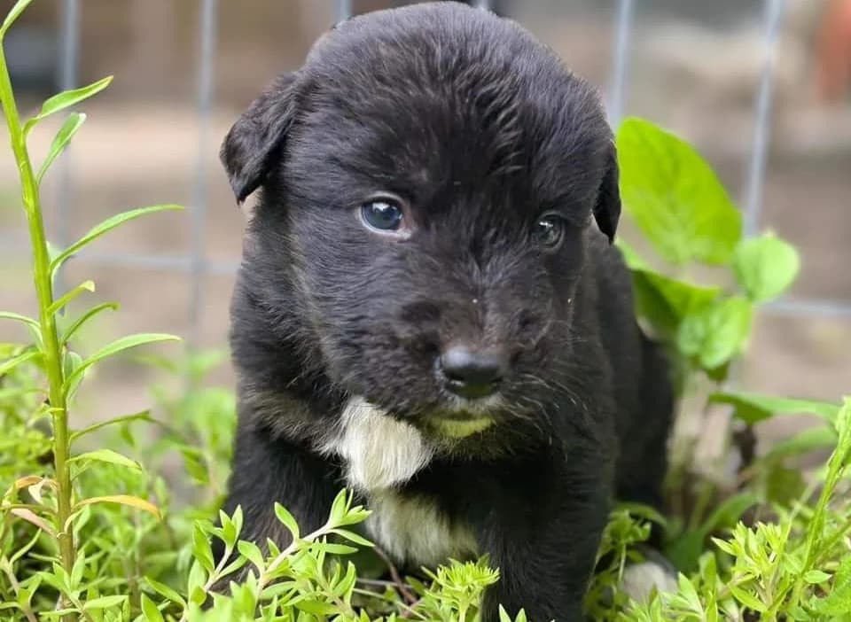 Silvie, weiß female puppy Mixed Breed for adoption at Ein Herz für Streuner e.V., München