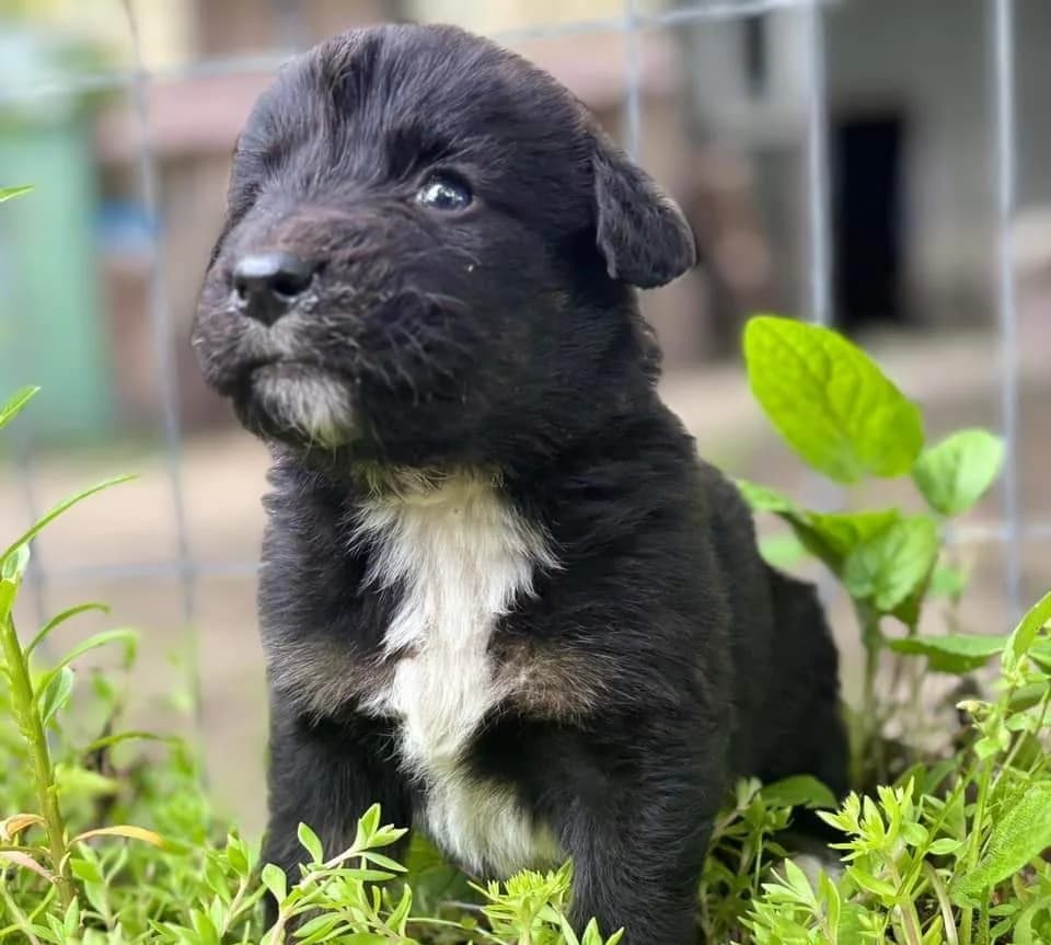 Silvie, weiß female puppy Mixed Breed for adoption at Ein Herz für Streuner e.V., München