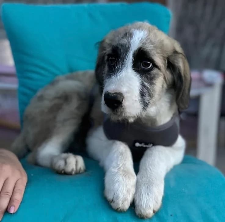 Silvio, grau male puppy Mixed Breed for adoption at Ein Herz für Streuner e.V., München