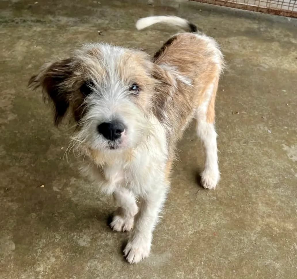 Sima, female puppy Mixed Breed for adoption at Ein Herz für Streuner e.V., München