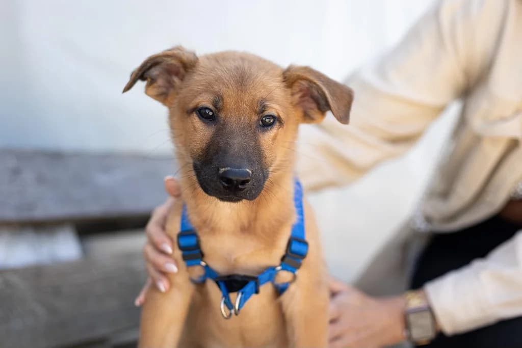 Simba, male puppy Mixed Breed for adoption at Ein Herz für Streuner e.V., München