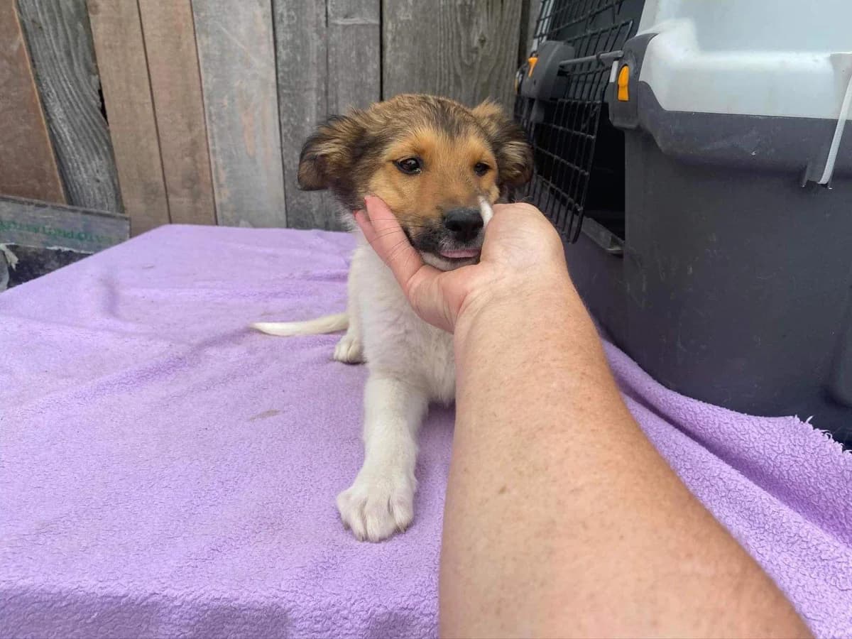 Simba, puppy Mixed Breed for adoption at Ein Herz für Streuner e.V., München