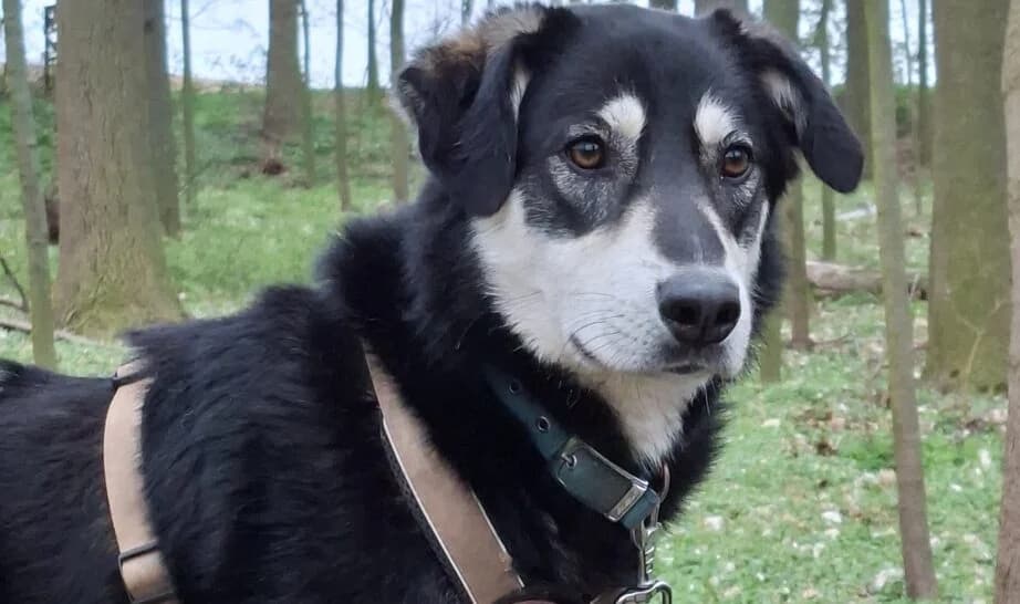 Simba, male 5yo Mixed Breed for adoption at Ein Herz für Streuner e.V., München