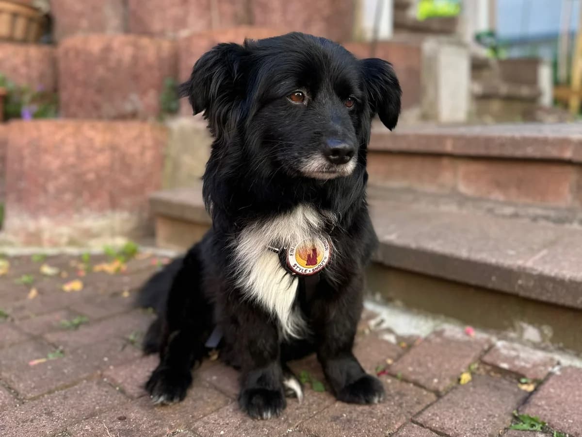 Simmerl, male 6yo Mixed Breed for adoption at Ein Herz für Streuner e.V., München