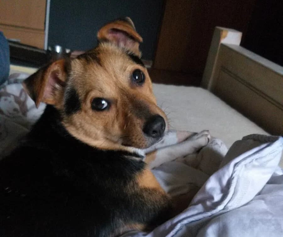 Simon, young Mixed Breed for adoption at Ein Herz für Streuner e.V., München