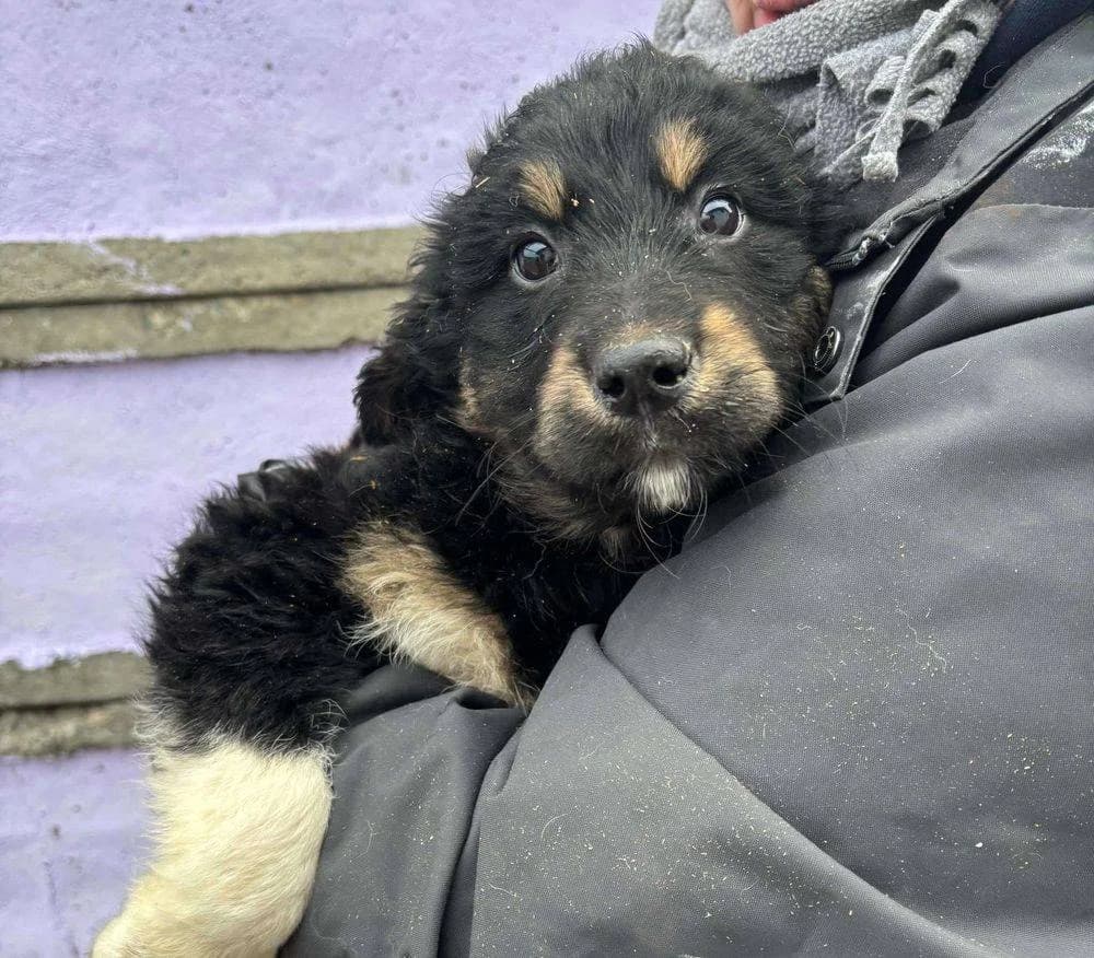 Simon, puppy Mixed Breed for adoption at Ein Herz für Streuner e.V., München