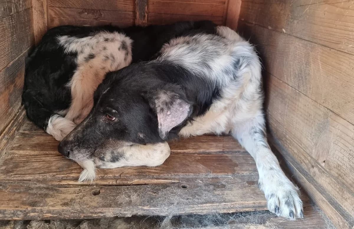 Sina, weiß female 7yo Mixed Breed for adoption at Ein Herz für Streuner e.V., München