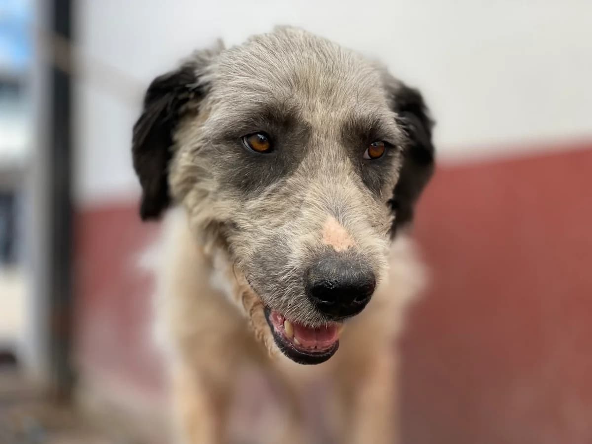 Sina, female senior Mixed Breed for adoption at Ein Herz für Streuner e.V., München