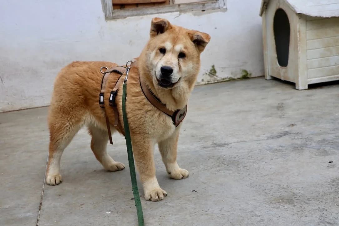 Sinbad, male puppy Mixed Breed for adoption at Ein Herz für Streuner e.V., München