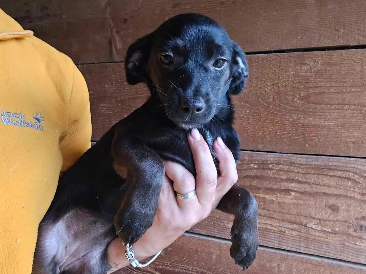 Sini, female puppy Mixed Breed for adoption at Ein Herz für Streuner e.V., München
