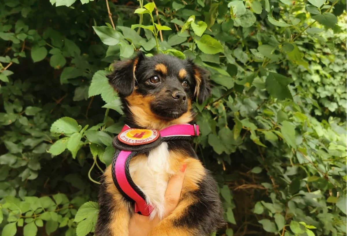 Sinja, female puppy Mixed Breed for adoption at Ein Herz für Streuner e.V., München