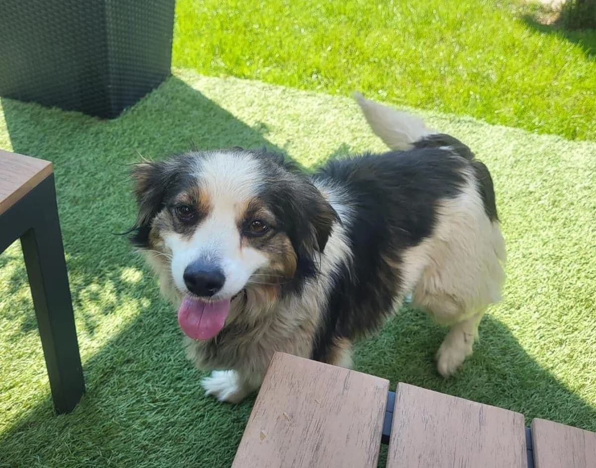 Sinje, schwarz female 6yo Mixed Breed for adoption at Ein Herz für Streuner e.V., München