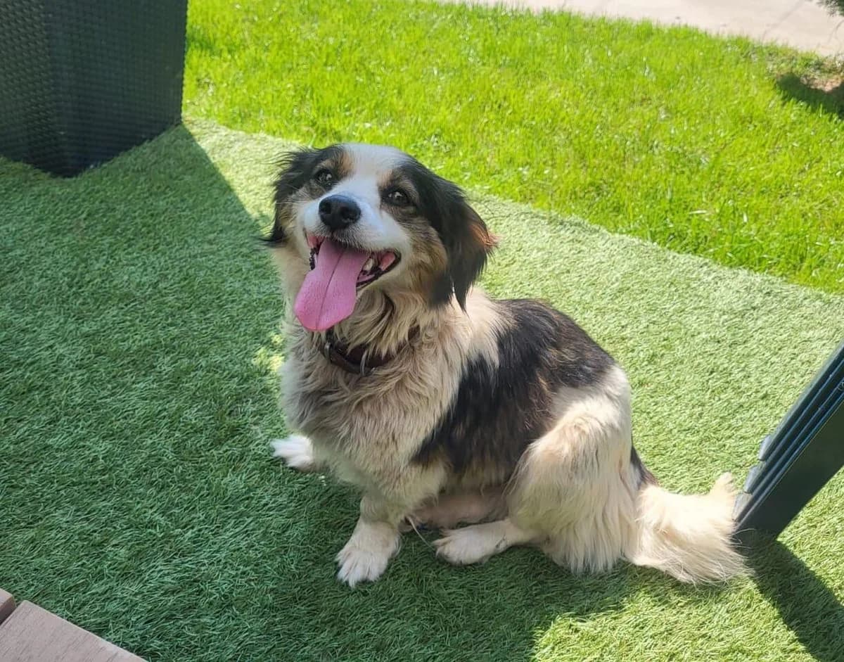 Sinje, schwarz female 6yo Mixed Breed for adoption at Ein Herz für Streuner e.V., München