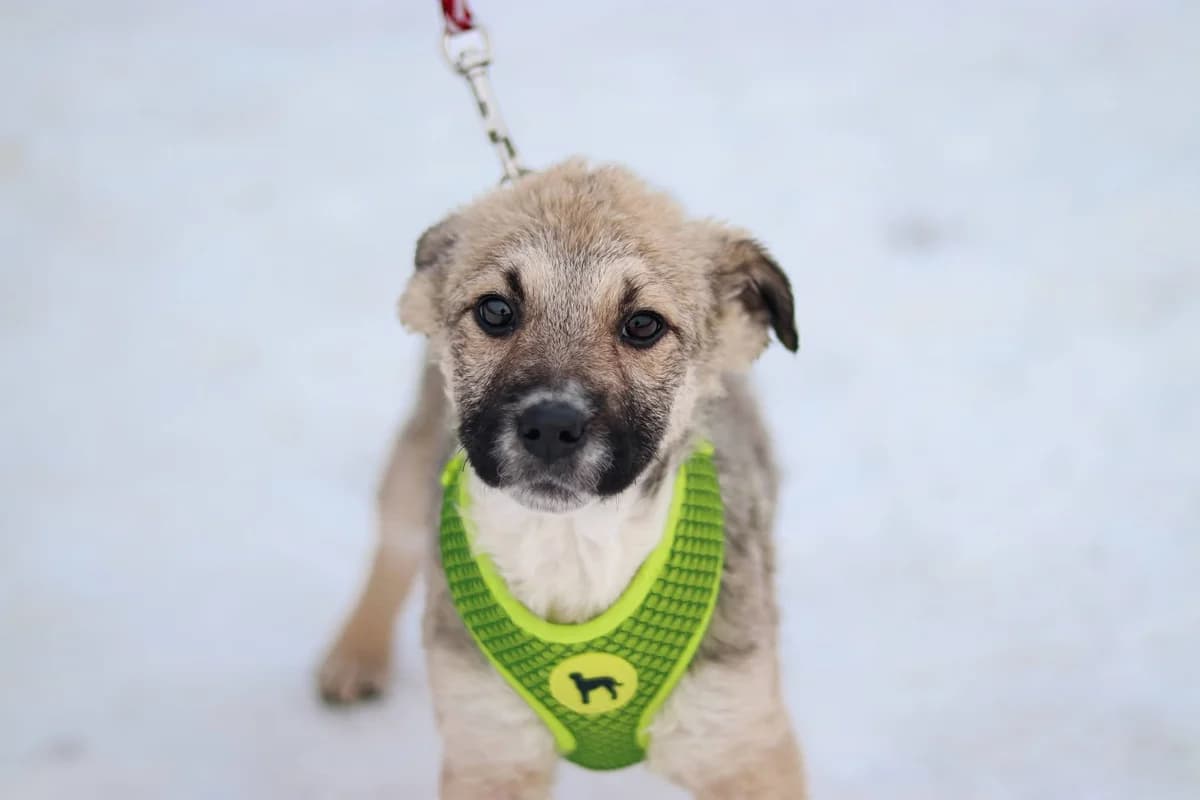 Sinti, female puppy Mixed Breed for adoption at Ein Herz für Streuner e.V., München