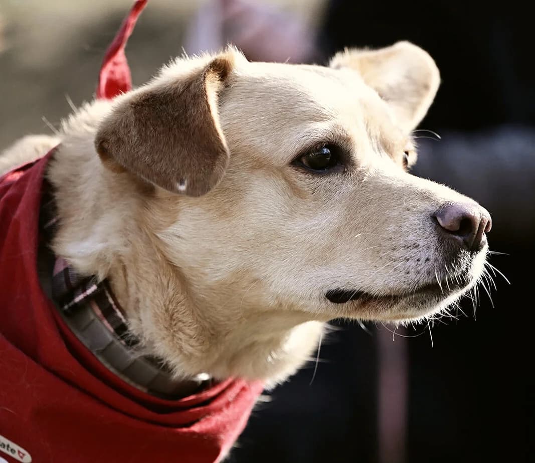 Sintra, female young Mixed Breed for adoption at Ein Herz für Streuner e.V., München
