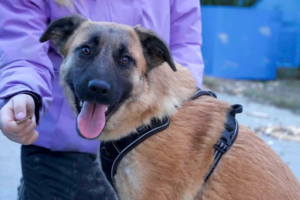 Sioux, female young Mixed Breed for adoption at Ein Herz für Streuner e.V., München