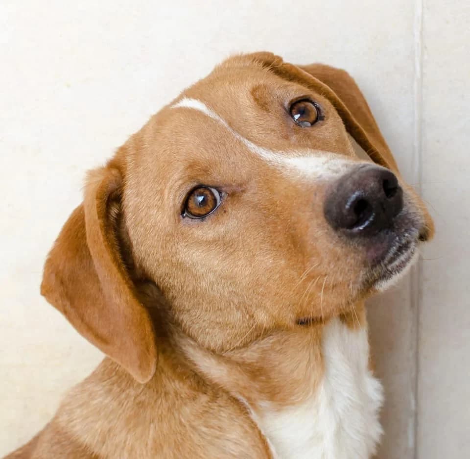 Sir Galahad, male 5yo Mixed Breed for adoption at Ein Herz für Streuner e.V., München