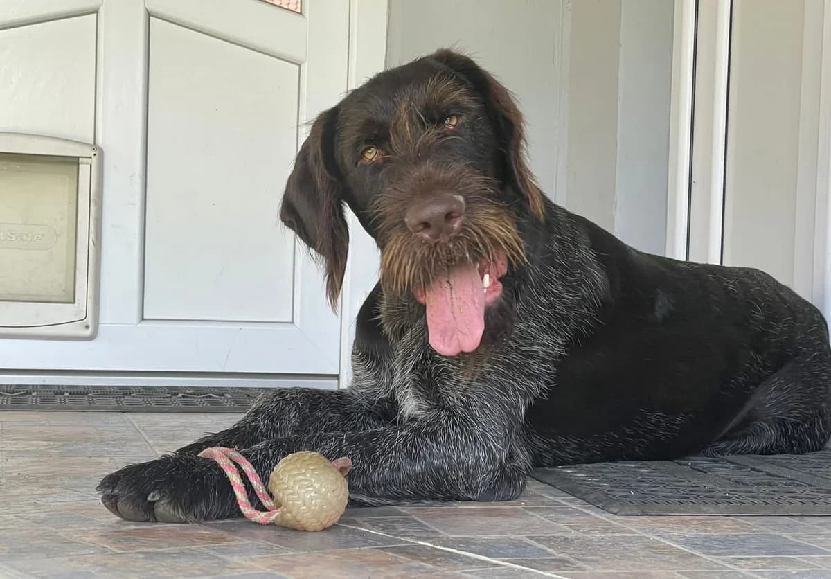Sir Henry, male young Mixed Breed for adoption at Ein Herz für Streuner e.V., München