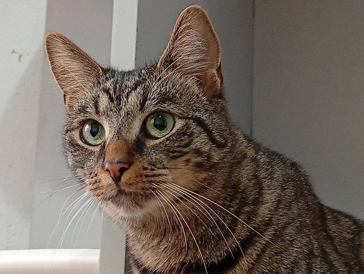 Sir Henry, male 3yo Mixed Breed for adoption at Ein Herz für Streuner e.V., München
