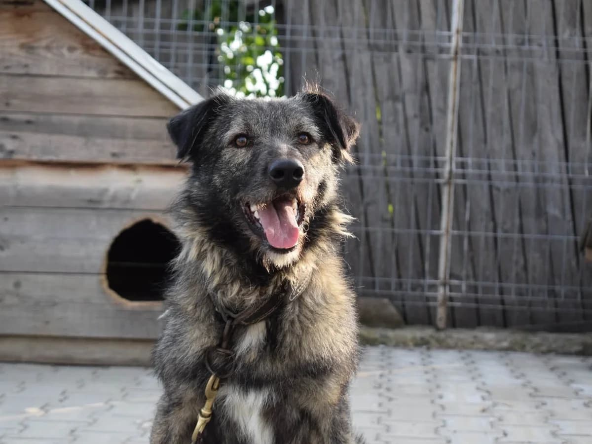 Sir Toby, male young Mixed Breed for adoption at Ein Herz für Streuner e.V., München