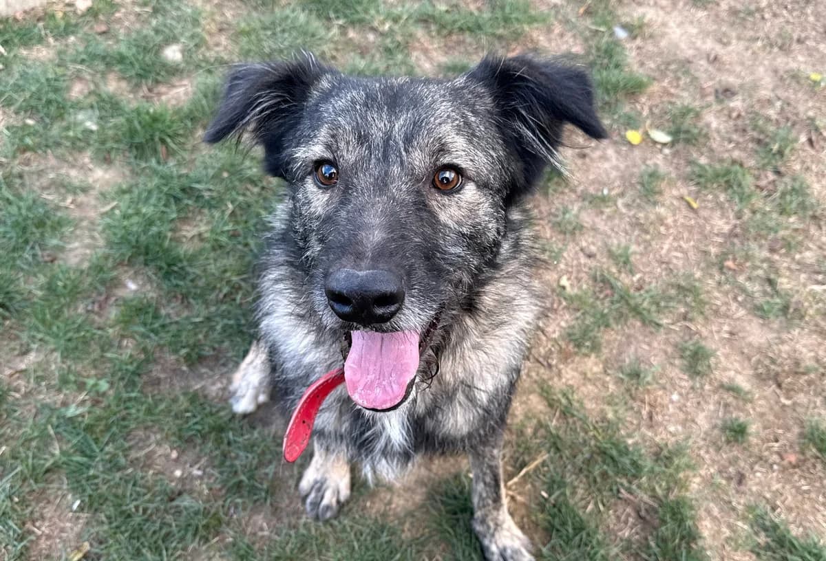 Sir Toby, male young Mixed Breed for adoption at Ein Herz für Streuner e.V., München