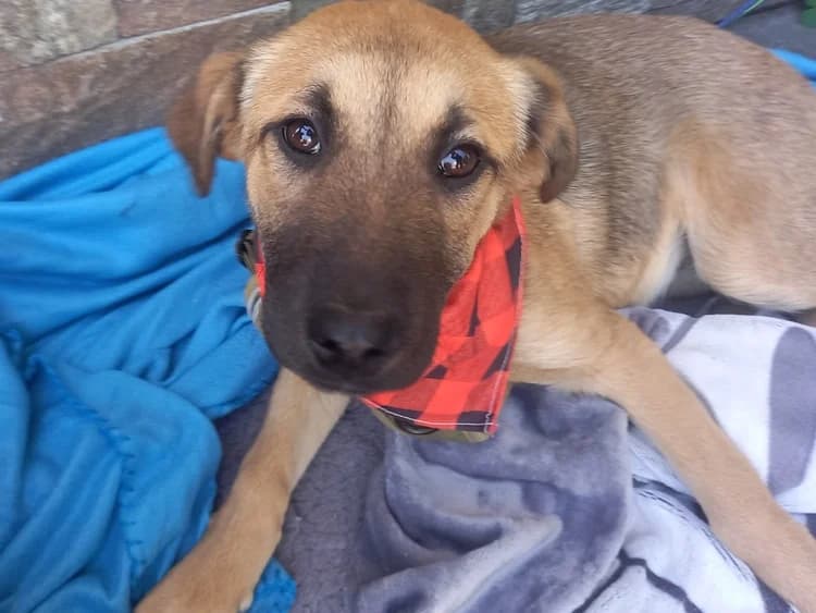 Sira, female puppy Mixed Breed for adoption at Ein Herz für Streuner e.V., München