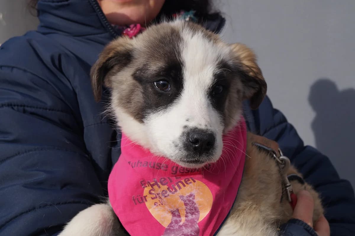 Siren, female puppy Mixed Breed for adoption at Ein Herz für Streuner e.V., München