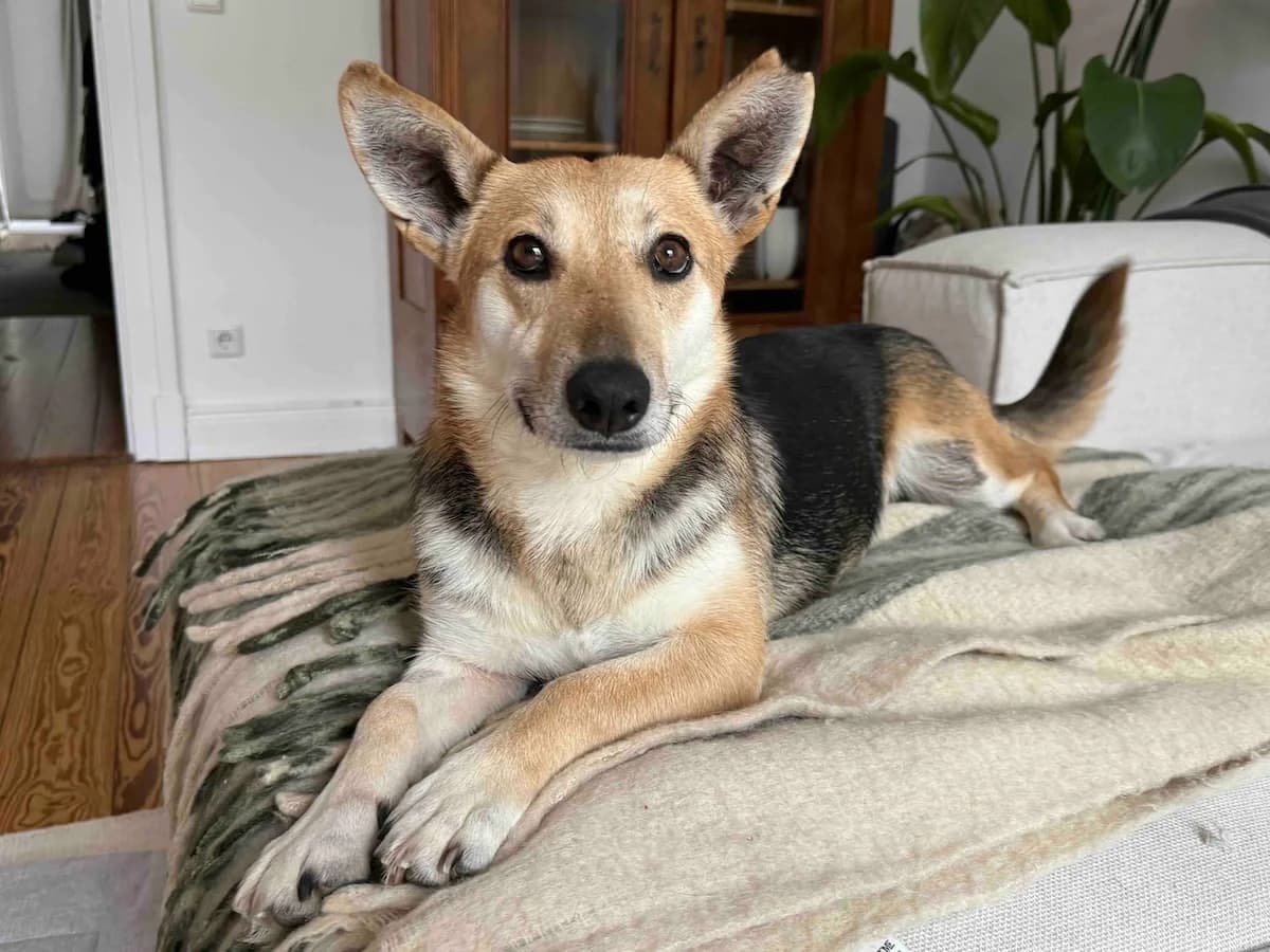 Siri, female 5yo Mixed Breed for adoption at Ein Herz für Streuner e.V., München