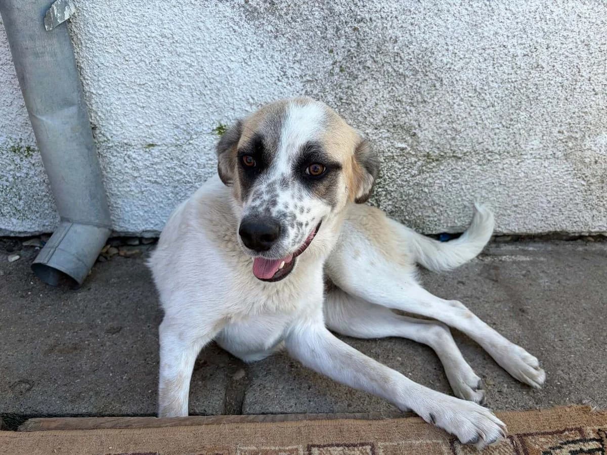 Siri, weiß female young Mixed Breed for adoption at Ein Herz für Streuner e.V., München