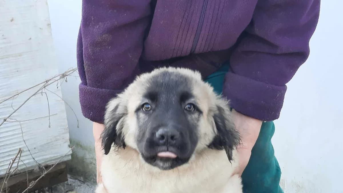 Sirius, male puppy Mixed Breed for adoption at Ein Herz für Streuner e.V., München