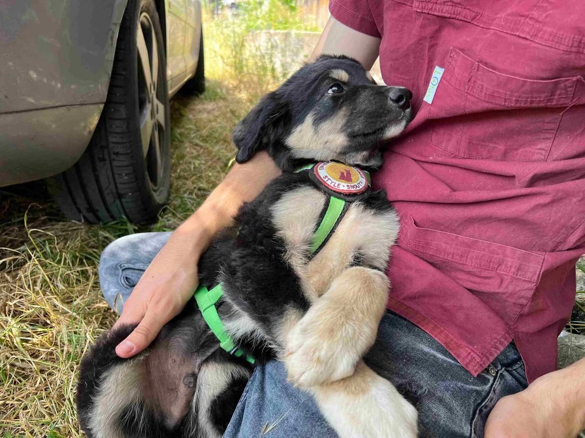 Sirius, male puppy Mixed Breed for adoption at Ein Herz für Streuner e.V., München