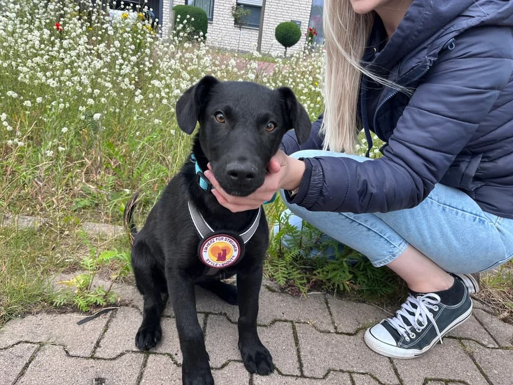 Sirius Black, male puppy Mixed Breed for adoption at Ein Herz für Streuner e.V., München