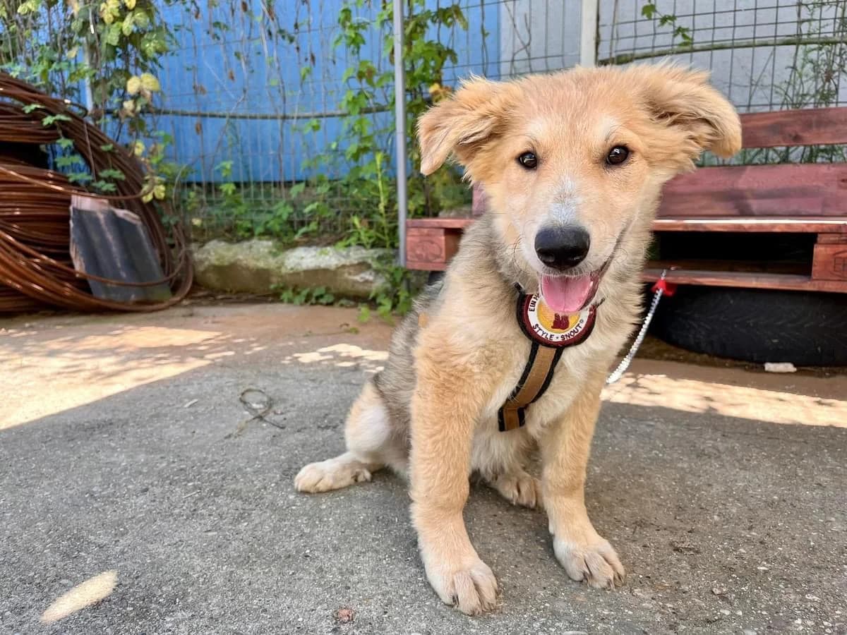 Sirrah, female puppy Mixed Breed for adoption at Ein Herz für Streuner e.V., München